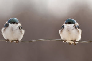 poster-print-birds-on-a-wire-x