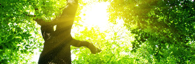 panoramic-poster-print-tree-panorama