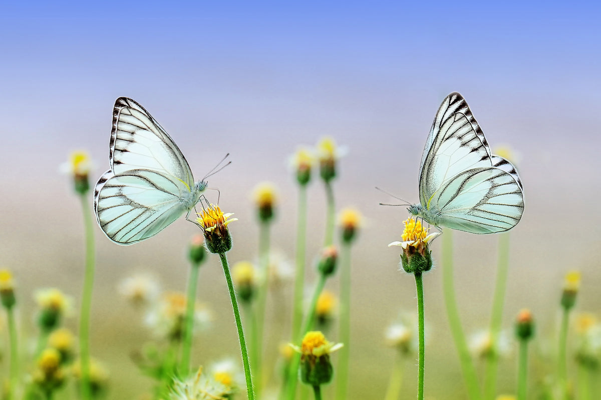 acrylic-print-2-butterflies