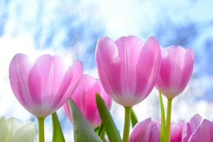 modern-3-piece-aluminium-print-tulips-in-nature