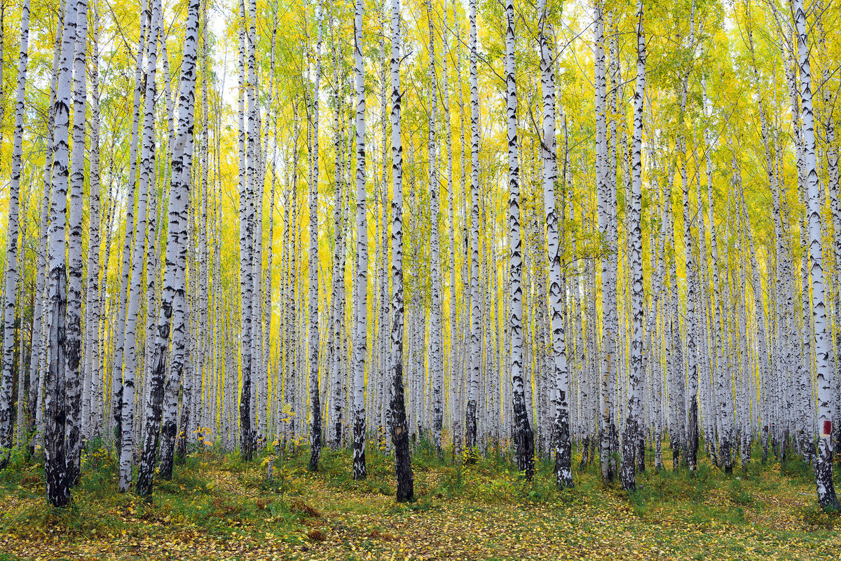 framedcanvas-print-autumnal-birch-forest