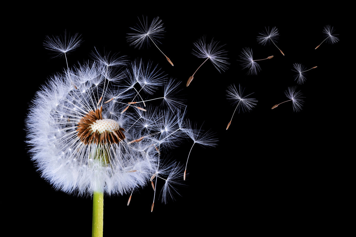 framedposter-print-dandelion-blowing