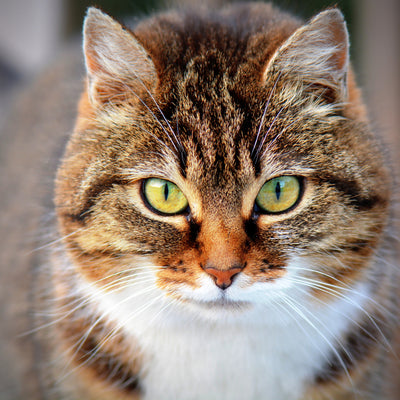 poster-print-tiger-cat