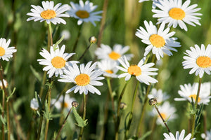 canvas-print-xl-daisies