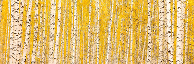 panoramic-poster-print-the-birch-forest-in-autumn-panorama