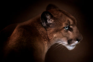 framedcanvas-print-puma
