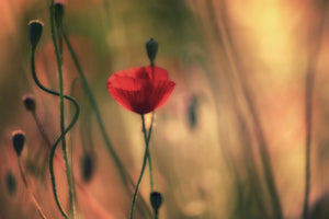 3-piece-canvas-print-untitled-xxviii