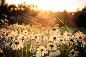 poster-print-daisies-at-sunset