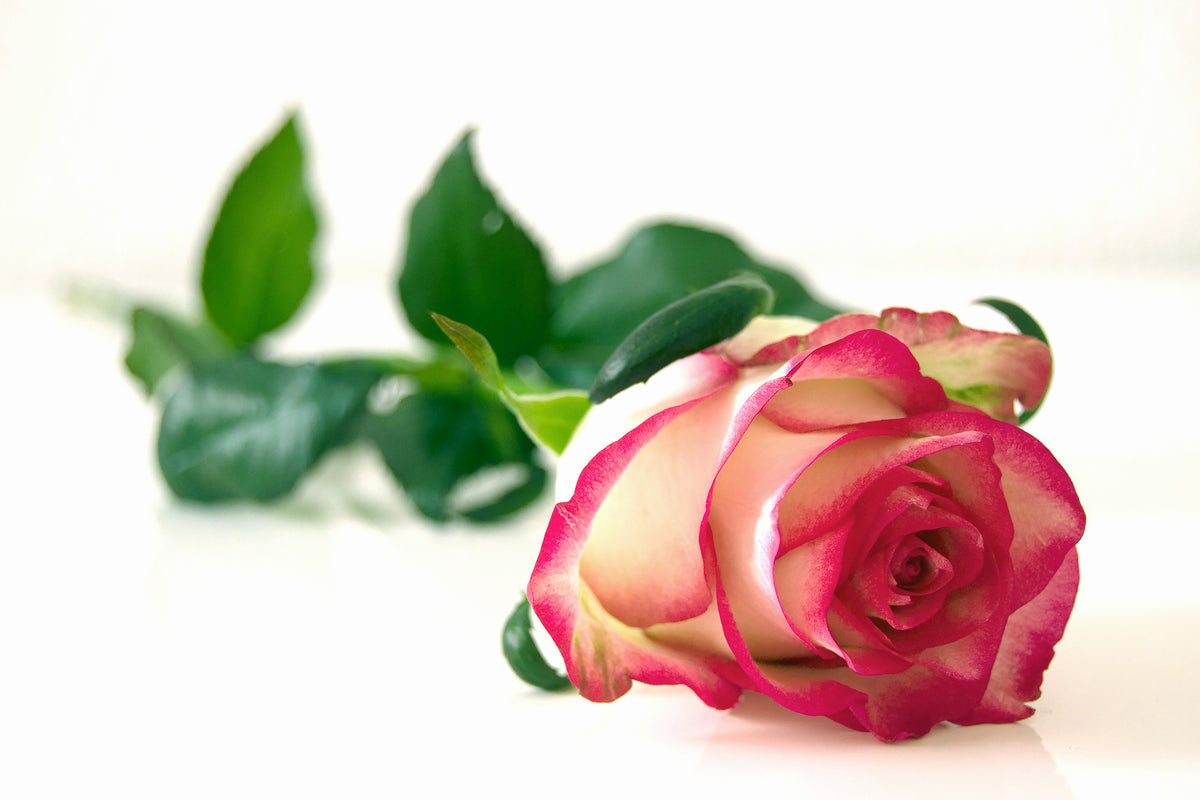 3-piece-aluminium-print-the-proud-rose