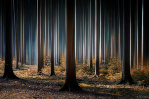 acrylic-print-mystic-wood