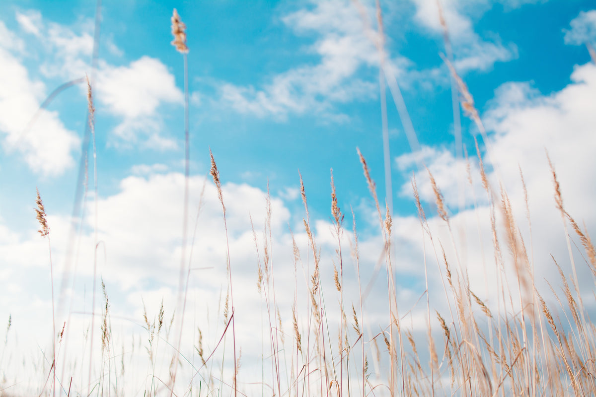 3-piece-acrylic-print-blades-of-grass-in-the-sky