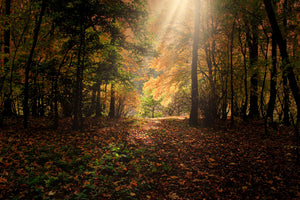 modern-3-piece-aluminium-print-the-deciduous-forest