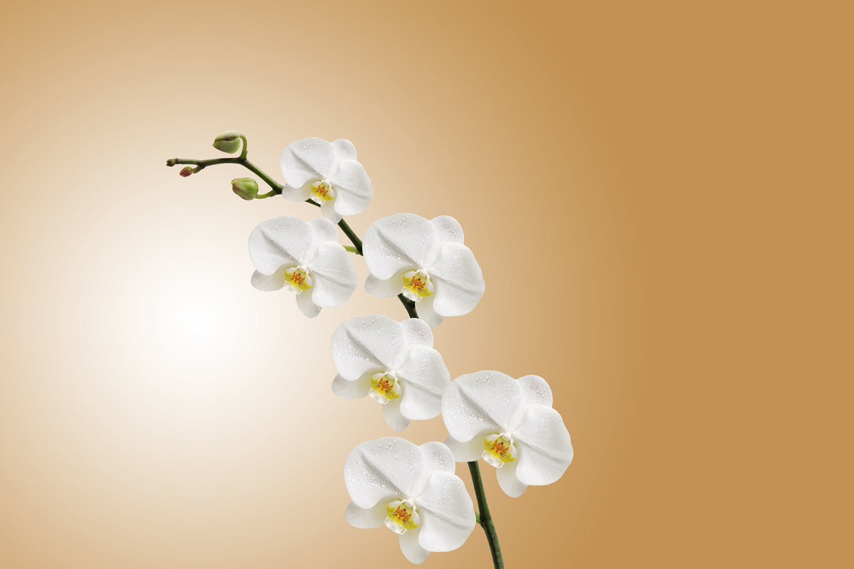 acrylic-print-white-orchids-xl