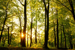 modern-3-piece-aluminium-print-sunset-between-trees