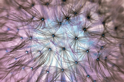 poster-print-dandelion-in-the-light-play