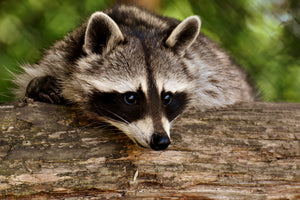 3-piece-aluminium-print-the-cute-raccoon