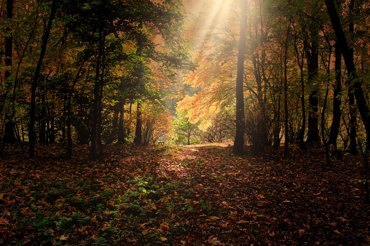 3-piece-acrylic-print-the-deciduous-forest