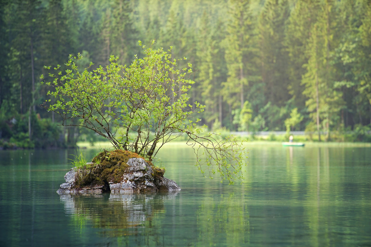 poster-print-the-pond-in-the-forest