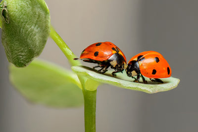 poster-print-2-ladybirds