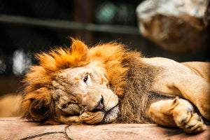 3-piece-aluminium-print-relaxed-lion