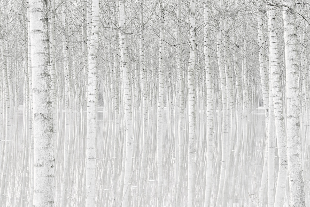 3-piece-aluminium-print-trees