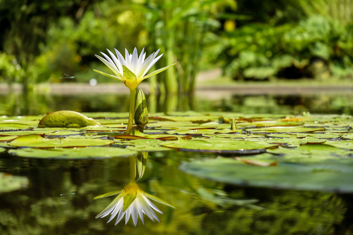3-piece-aluminium-print-water-lily-in-nature