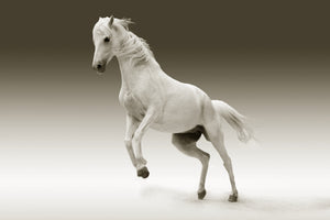 poster-print-the-proud-mare