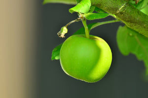 canvas-print-green-apple