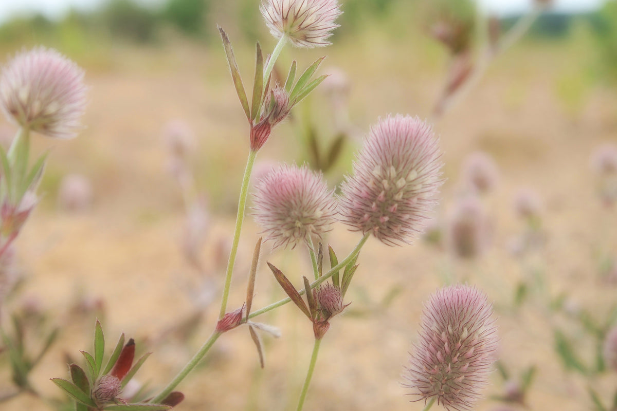 acrylic-print-delicate-flowers