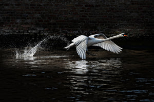 aluminium-print-flying-swan