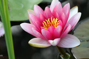 modern-3-piece-aluminium-print-the-water-lily-in-pink