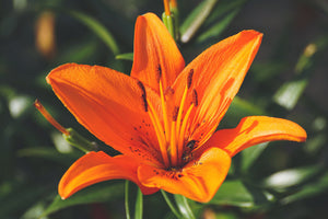 modern-3-piece-aluminium-print-lilies-blossom-in-orange-xl