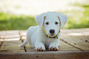 3-piece-canvas-print-cute-dog-baby