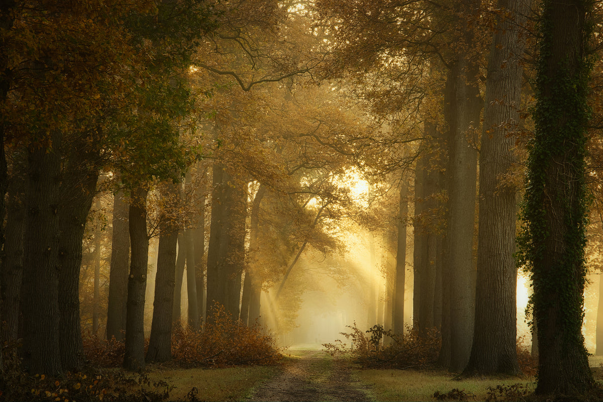 aluminium-print-forever-forest-x