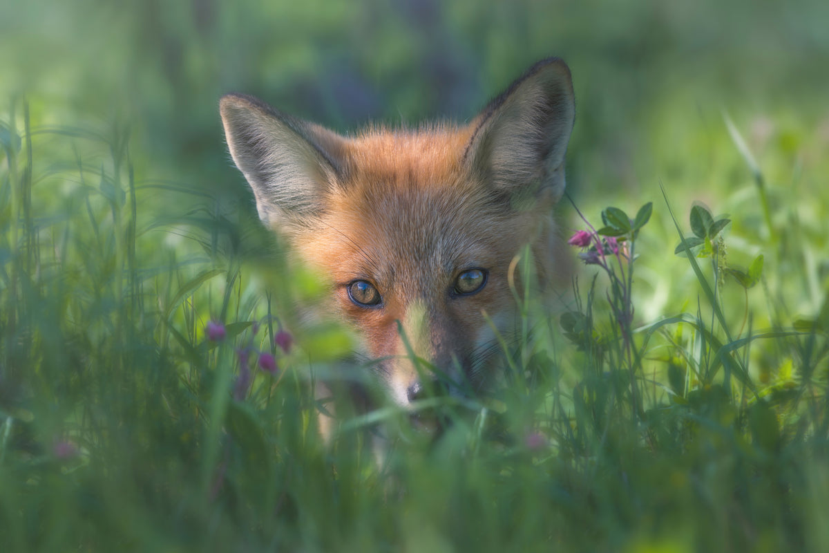 aluminium-print-red-fox-xuf
