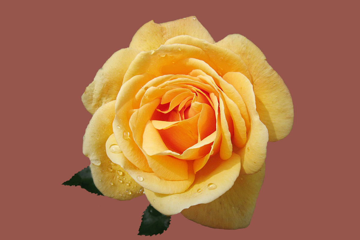 acrylic-print-rose-in-yellow-xxl