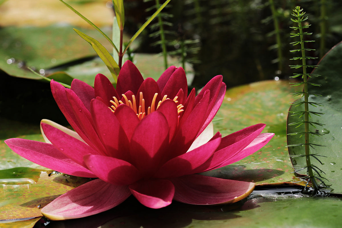 aluminium-print-water-lily-in-red