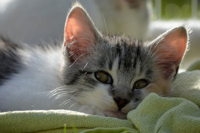 poster-print-in-love-with-kitten
