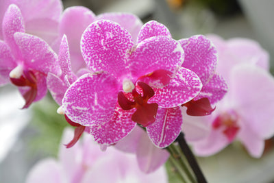 poster-print-purple-orchids-in-bloom