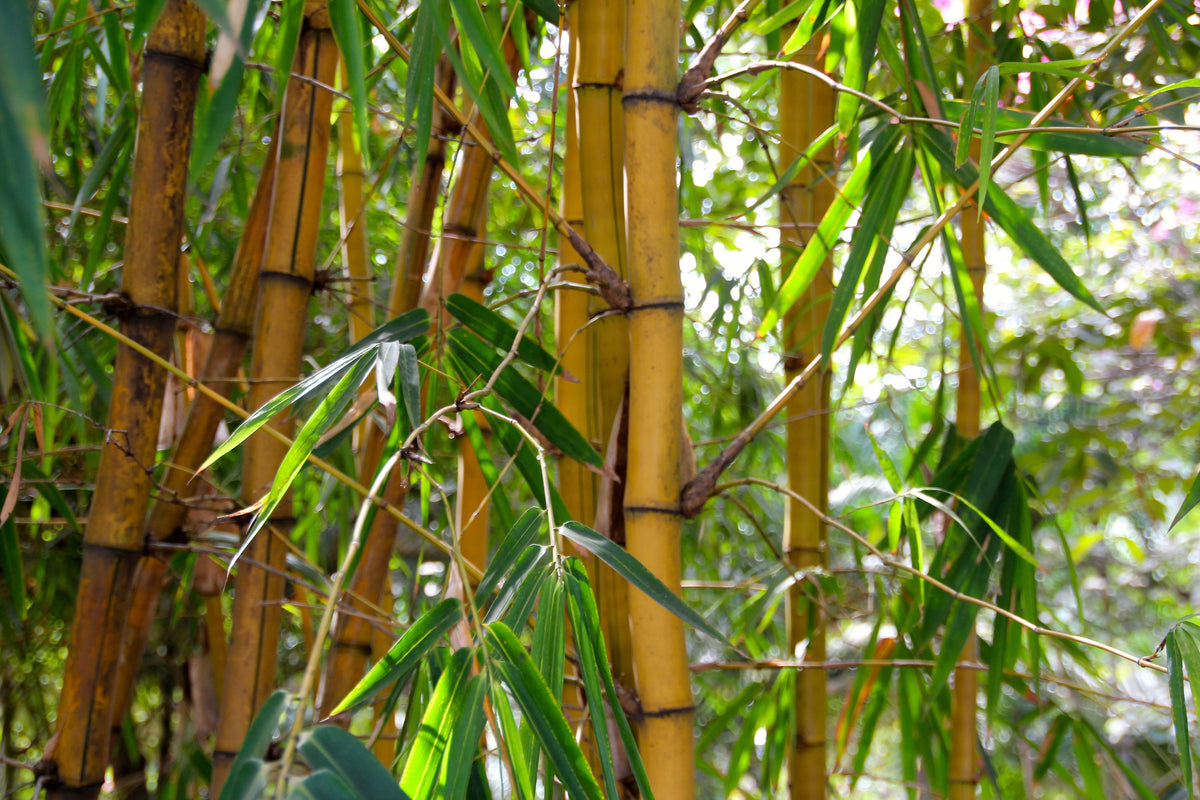 3-piece-acrylic-print-wild-bamboo