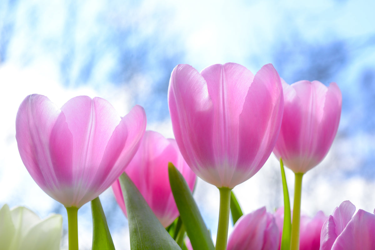 3-piece-acrylic-print-tulips-in-nature