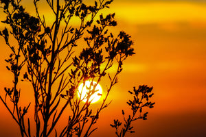 3-piece-acrylic-print-a-shrub-in-the-sunset