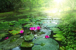 3-piece-aluminium-print-garden-pond