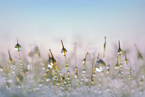 aluminium-print-the-dew-drops