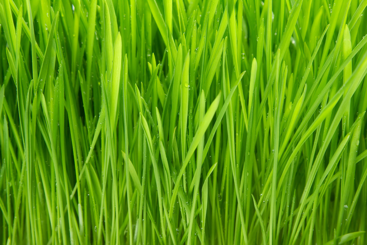 acrylic-print-grass-in-morning-dew