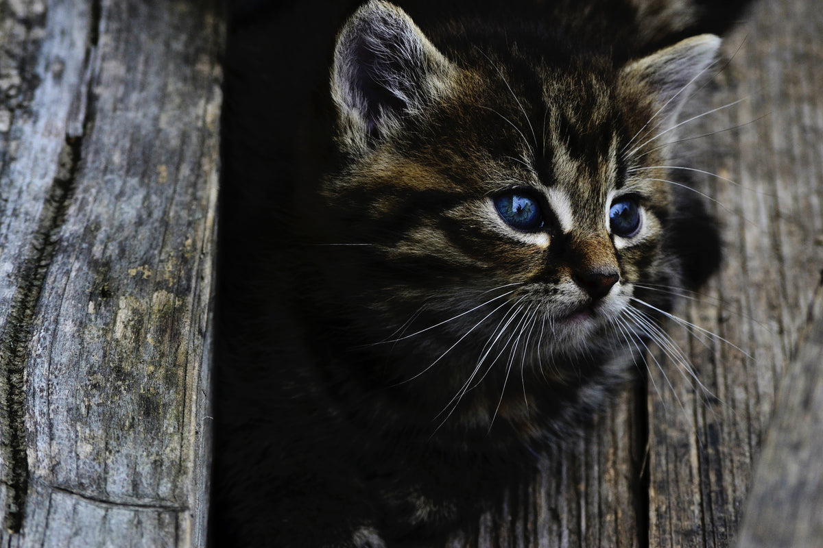 3-piece-aluminium-print-cats-child