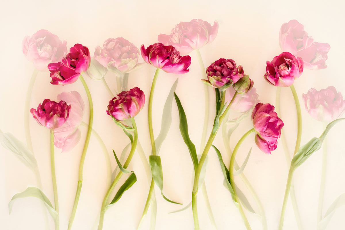 aluminium-print-tulips-xgj