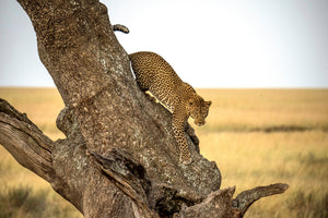 canvas-print-leopard-serengheti-tanzania