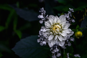 poster-print-dahlia-flower