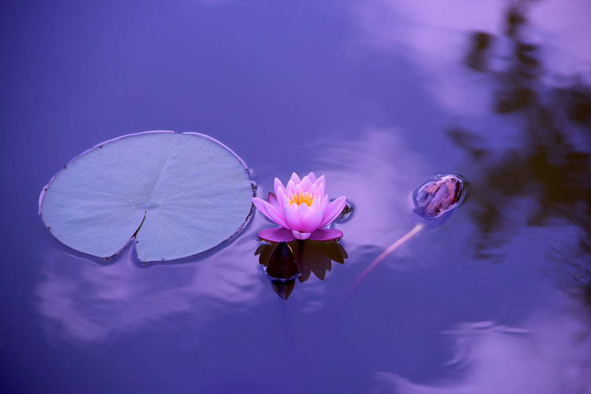 modern-3-piece-acrylic-print-lotus-flower